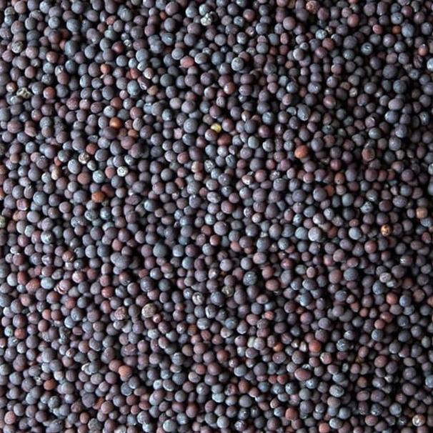 a little black indian mustard seed