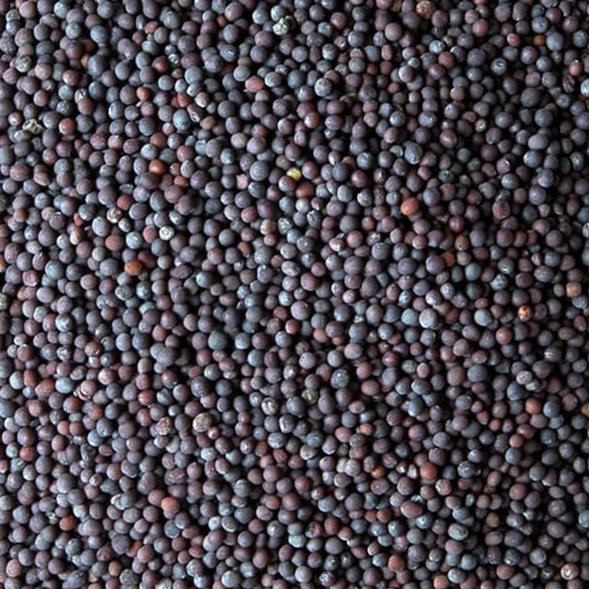 a little black indian mustard seed