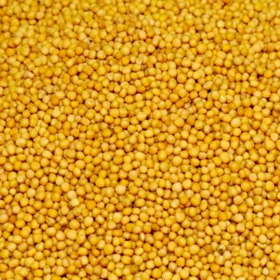 a lot of yellow mustard seed